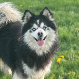 Bucky - Pomsky