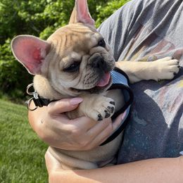 French Bulldog Puppies from The Midwest Frenchies