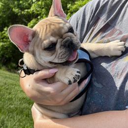 French Bulldog Puppies from The Midwest Frenchies