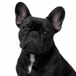 Luna - French Bulldog