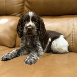 Charleston aka Cooper - Liver white and roan male English Springer Spaniel puppy in Arcadia, Florida from Redemption Fields Springer Spaniels