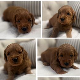 Girl 1 Selection - Red  female Goldendoodle puppy in Pleasant Hill, Iowa from Harvest Creek