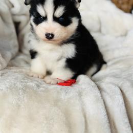 Abominal - Black and white male Pomsky puppy in Yavapai County, Arizona from Pawsh Pomskies