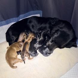 Dachshund puppies from Jedi Weiner Ranch