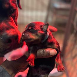 Bp2 - Black and rust male Rottweiler puppy in Grand Rapids, Michigan from Rott-Squad Kennels