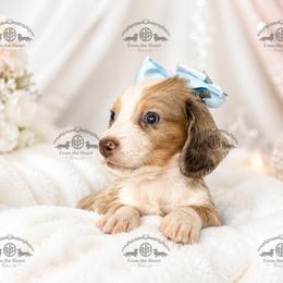 Miss. Lt. Pink-4600 - Dapple female Dachshund puppy in Ocala/Gainesville, Florida from From the Heart Doxies