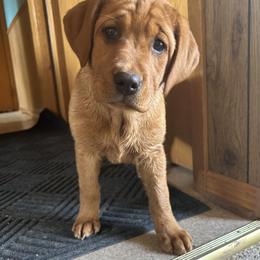 Labrador Retriever Puppies from Theresa Rhodes