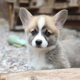 Mesa - Sable male Pembroke Welsh Corgi puppy in Plains, Montana from Diamond Corgis
