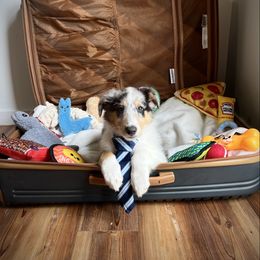 Prince Charming - Blue merle male Collie puppy in Chilhowie, Virginia from Jolly Collies & Kingdom Elite Yorkshire Terriers