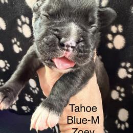 Boxer Puppies from Boxerpupziesrock