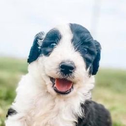 Aussiedoodles, Bernedoodles, Goldendoodles, and Sheepadoodles from V6 Ranch Dogs