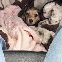 Dachshund Puppies from Appalachian Dachshunds
