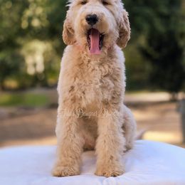 Halo - Red  female Goldendoodle puppy in Centreville, Mississippi from Trin's Designer Doodles