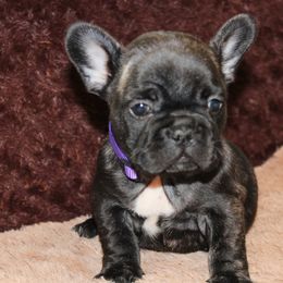 Llorona - French Bulldog