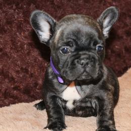 Llorona - French Bulldog