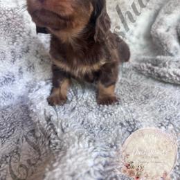 Bounty - Chocolate and tan male Dachshund puppy in Lufkin, Texas from CSW Dachshunds