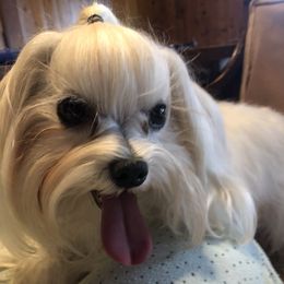 Comet - Maltese