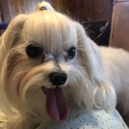 Comet - Maltese