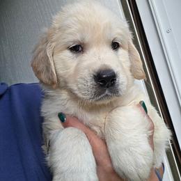 Jupiter - Orange - Golden male Golden Retriever puppy in Lucasville, Ohio from Halo Kennels