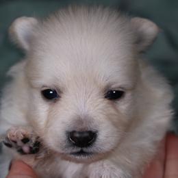 AKC Boo - Cream male Pomeranian puppy in Albany, Indiana from Hatz Off Puppies