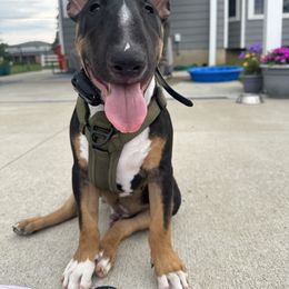 Bull Terrier Puppies from Lynn Hill Bull Terriers