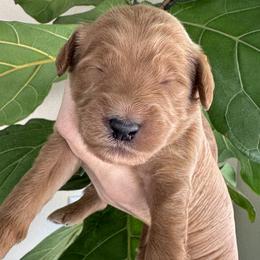 Boy 6 - male Goldendoodle puppy in Gilbert, Arizona from DogHouse Doodles