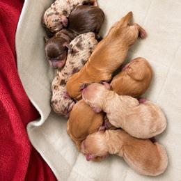Timon AKC 4500 Isabella and tan dapple - Dapple male Dachshund puppy in Indian Trail, North Carolina from Hilda’s Teenie Weenies