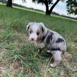Blueberry - Blue merle male Toy Australian Shepherd puppy in Mineral Wells, Texas from Five G Toy Aussies