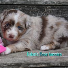 Lynx - Red merle female Australian Shepherd puppy in Burbank, South Dakota from Dakota Rose Aussies