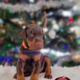 Yellow collar - Red and rust female Doberman Pinscher puppy in Byron Center, Michigan from Steel Haus Dobermans