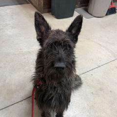 Evie - Berger Picard