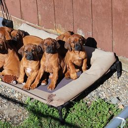 Rhodesian Ridgeback Puppies from Supernova Ridgebacks