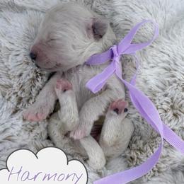 Harmony - Cream female Australian Labradoodle puppy in Upland, California from Kings Labradoodles