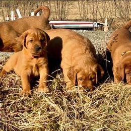 Labrador Retriever Puppies from West Wind Farm’s Labradors & Livery