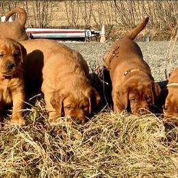 Labrador Retriever Puppies from West Wind Farm’s Labradors & Livery