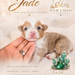 Jade - Blue merle and white female American Corgi puppy in Mariposa, California from Gem Coast Corgis