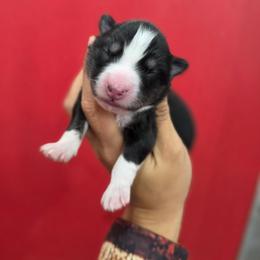 Sweetie - Tri-color female Pomsky puppy in Mc Callsburg, Iowa from SZ Rolling Acres LLC