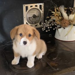 Pembroke Welsh Corgi Puppies from Whistling Wind Corgi’s