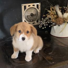 Pembroke Welsh Corgi Puppies from Whistling Wind Corgi’s