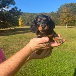 Glinda - Black and tan female Dachshund puppy in Milroy, Pennsylvania from Not Your Average Weiner