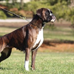 Aruba - Boxer