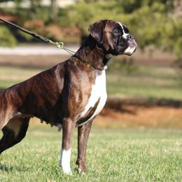 Aruba - Boxer