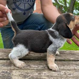 Beagle Puppies from Bachman’s Kennel
