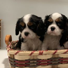 Cavalier King Charles Spaniel Puppies from Ridgefield Cavaliers