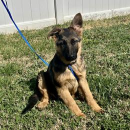 Timber - Black and red male German Shepherd puppy in Whitewater, California from Vom Haus Metzler Shepherds