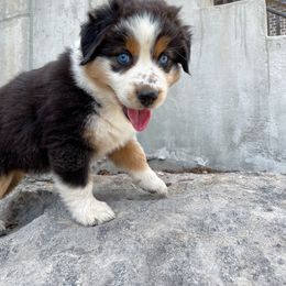Australian Shepherd, Miniature American Shepherd, Miniature Australian Shepherd, and Toy Australian Shepherd Puppies from Painted Blue Aussies