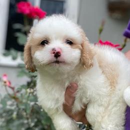 Judah - Parti male Poodle puppy in Alpine, Alabama from Alpine Acres Poodles