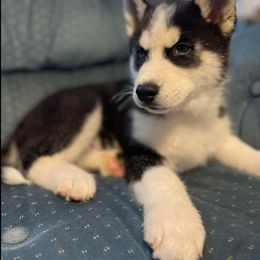 Siberian Husky Puppies from Siberian Huskies-Beckham the Great