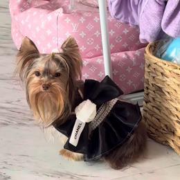 Itsy - Yorkshire Terrier