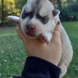 Granite - Gray and white male Siberian Husky puppy in Cassatt, South Carolina from Tundra Storm Siberians
